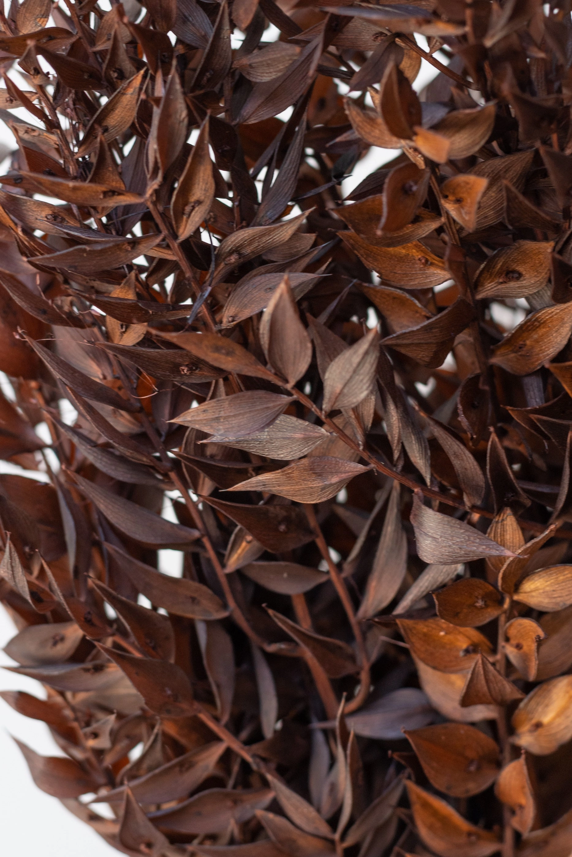 Ruscus Rust Color Preserved Bunch