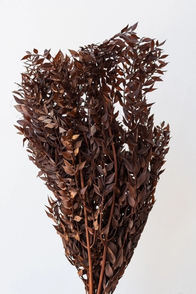 Ruscus Rust Color Preserved Bunch indoor houseplants  