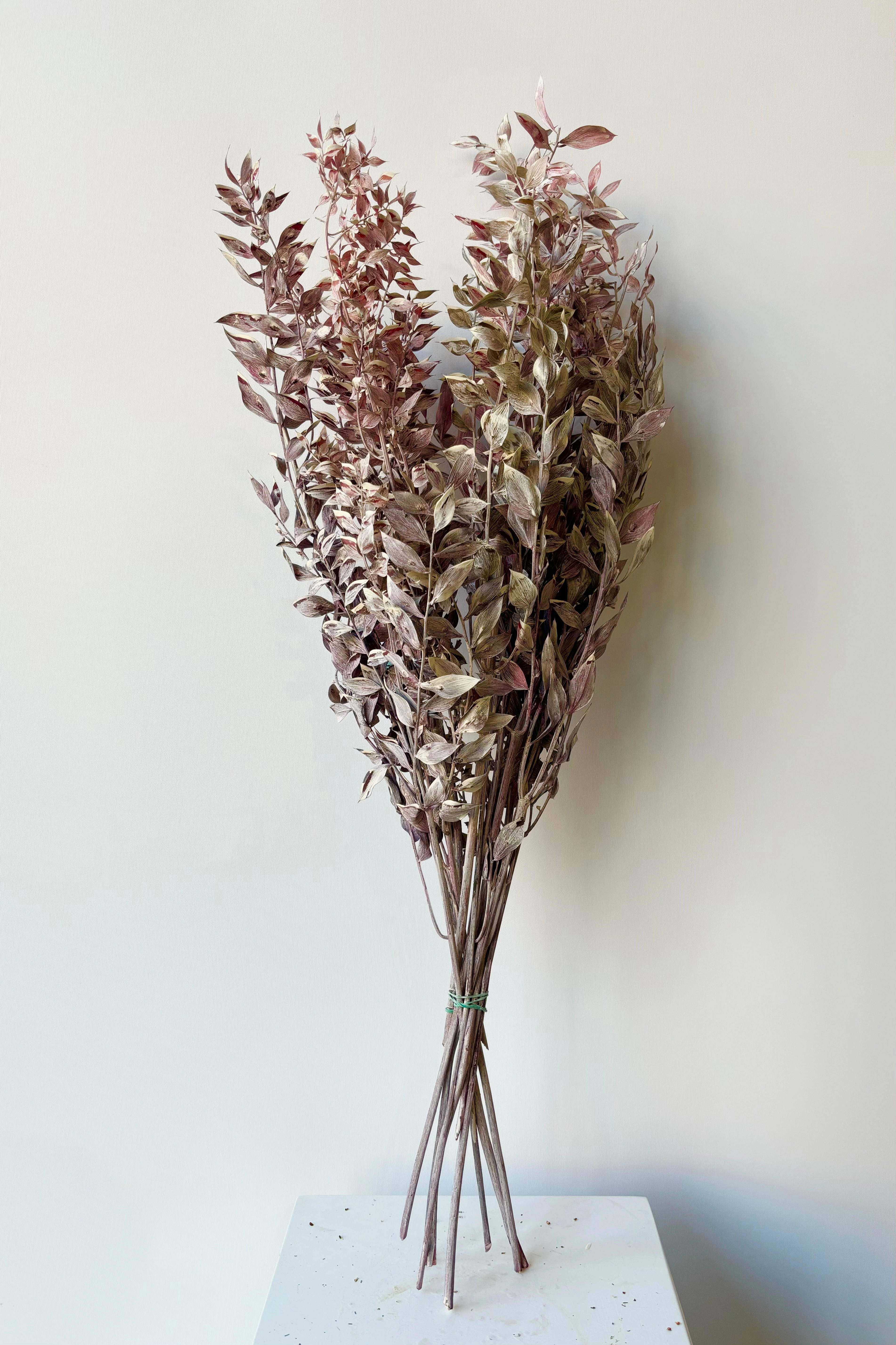 Ruscus Washed Dark Pink Matte Preserved Bunch