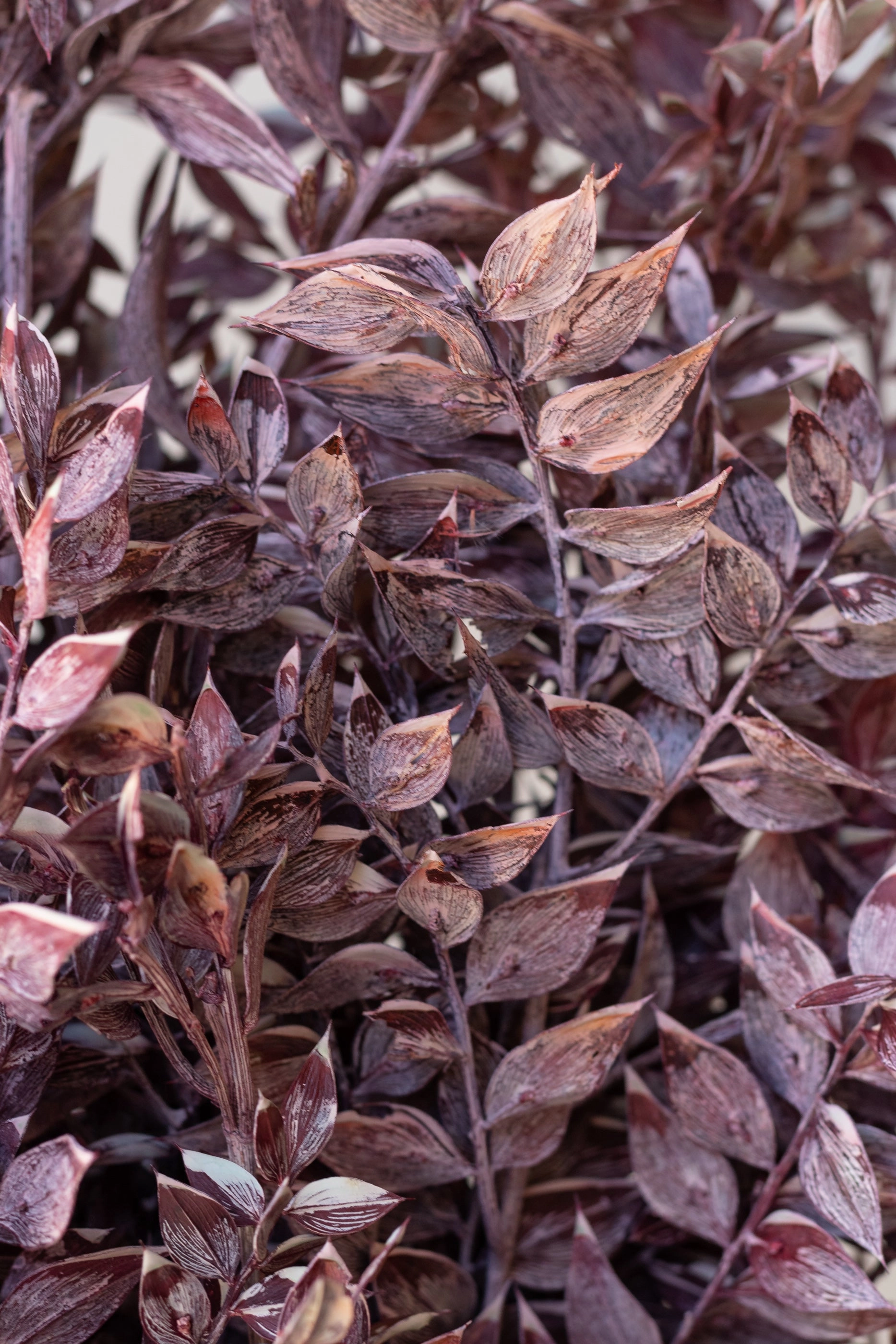 Ruscus Washed Dark Pink Matte Preserved Bunch