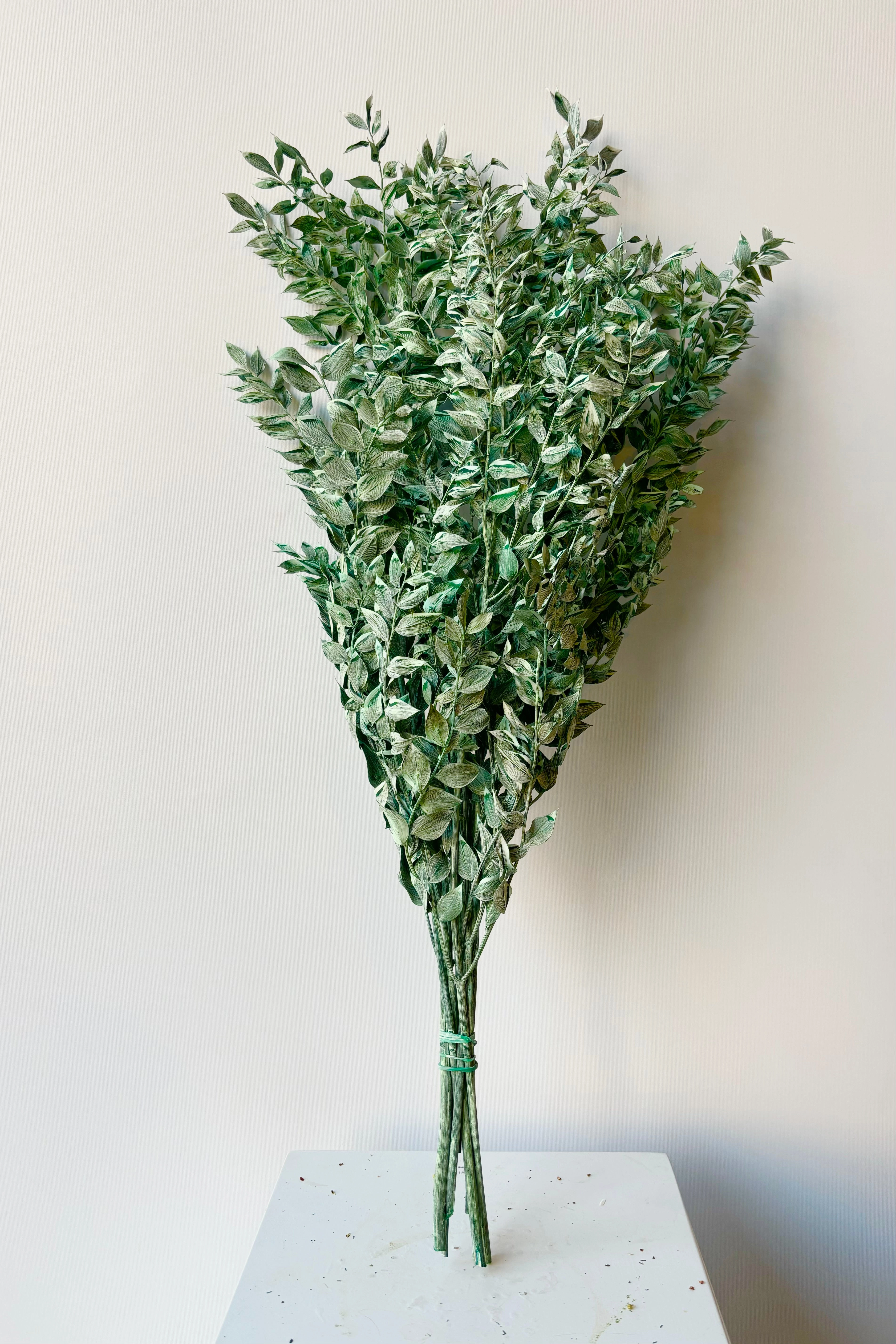 Ruscus Washed Green Matte Preserved Bunch