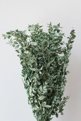 Ruscus Washed Green Matte Preserved Bunch indoor houseplants  