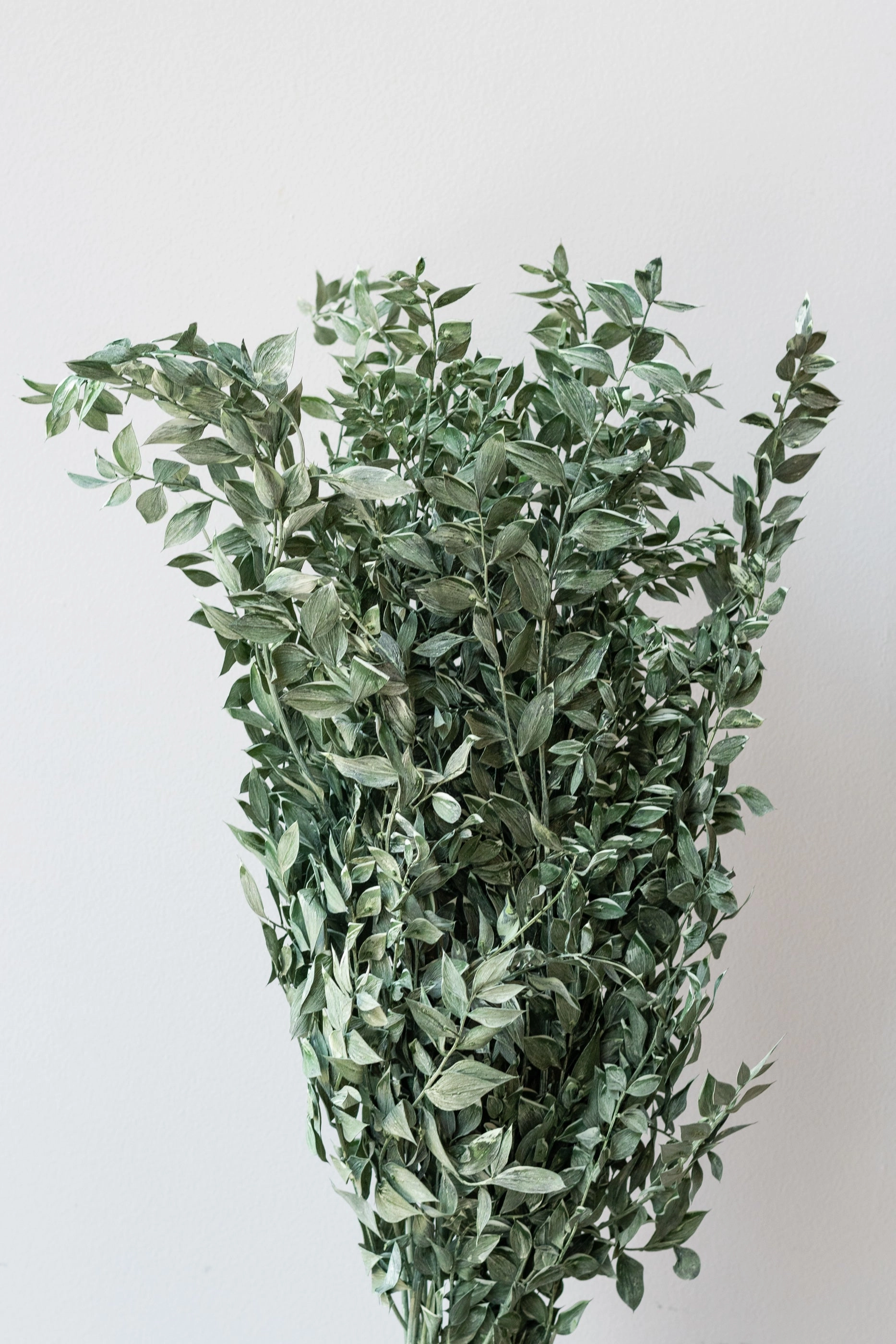 Ruscus Washed Green Matte Preserved Bunch indoor houseplants  