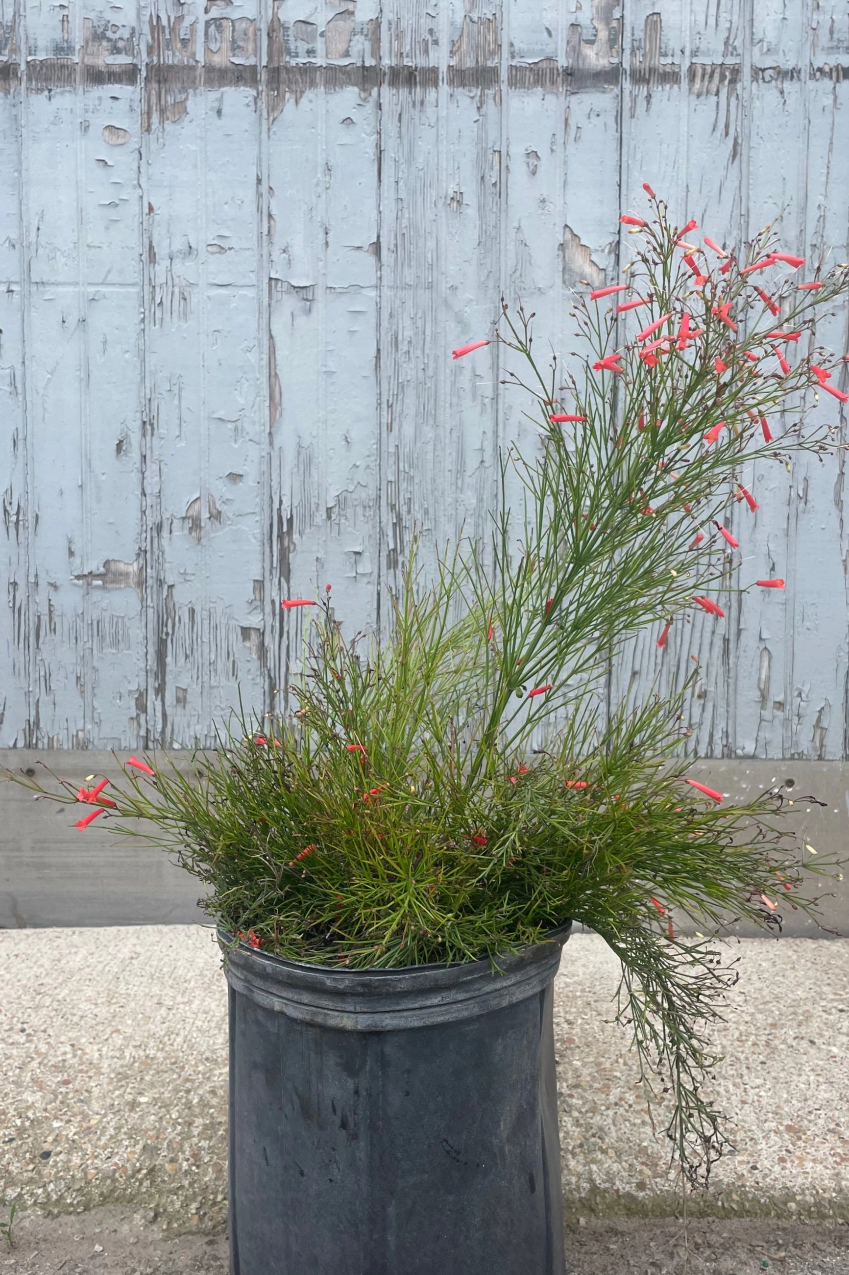 Russelia equisetiformis 10"