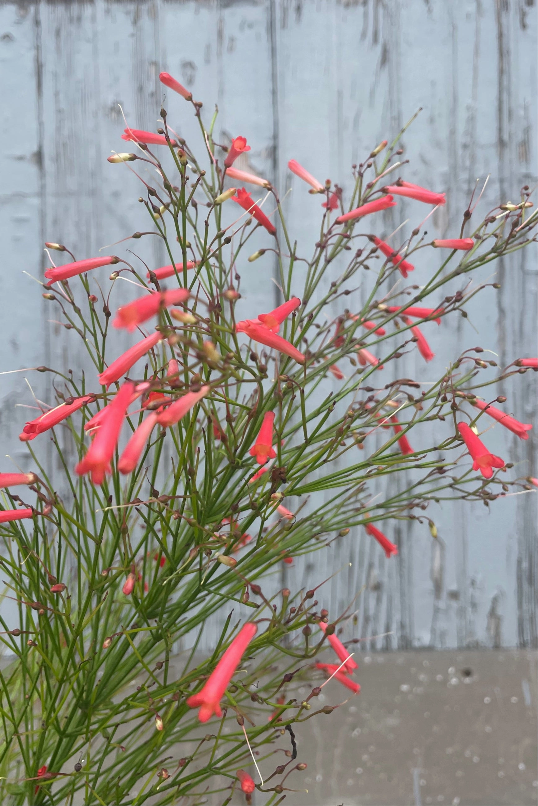 Russelia equisetiformis 10" medium flower pot  