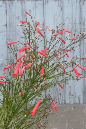 Russelia equisetiformis 10" medium flower pot  