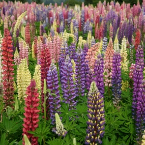 Russell Mix Lupine traditional flower vase  