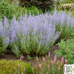 Russian Sage | Perovskia atriplicifolia traditional flower vase  