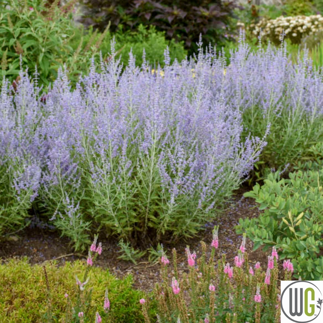 Russian Sage | Perovskia atriplicifolia traditional flower vase  