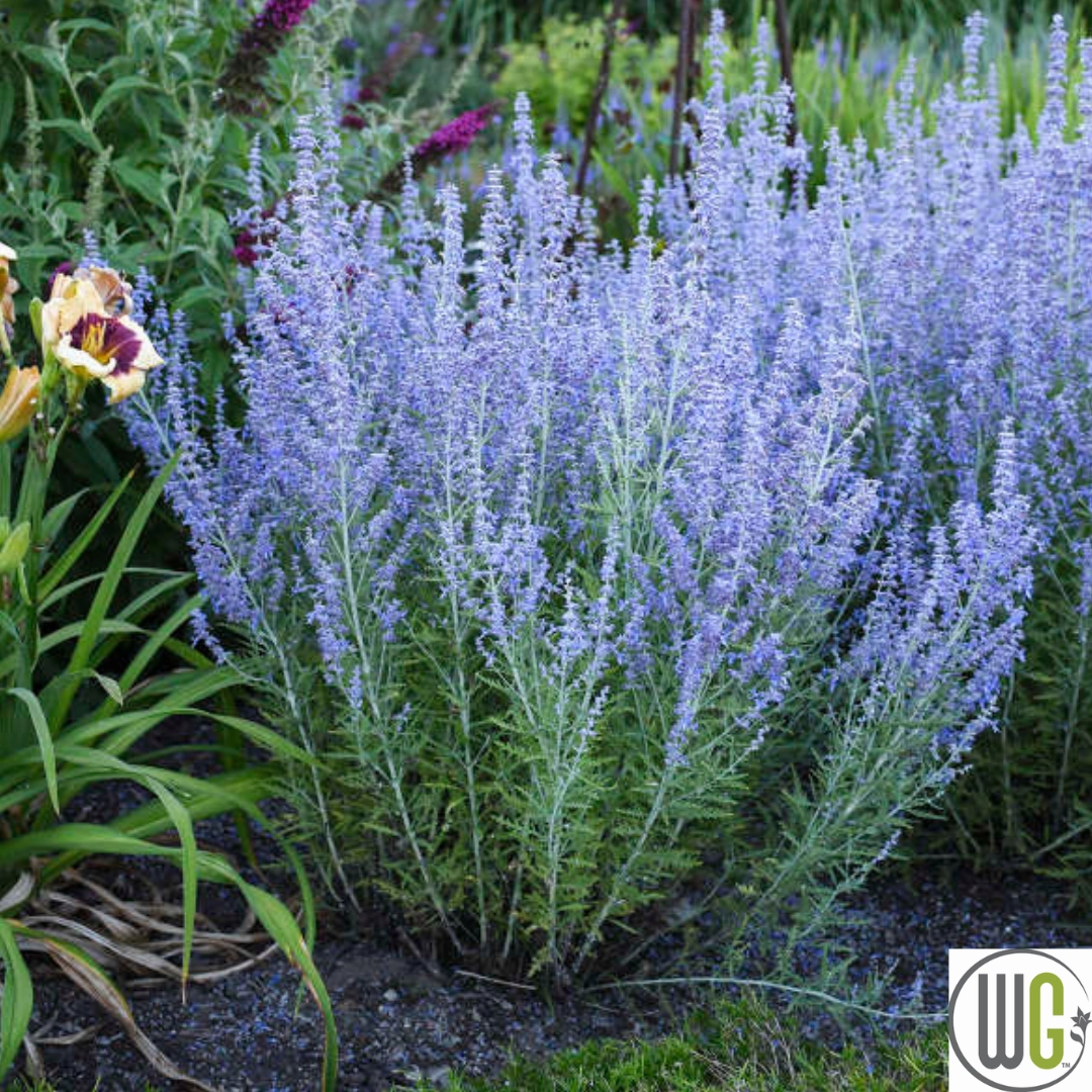 Russian Sage | Perovskia atriplicifolia