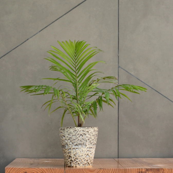 Rustic Ceramic Planter - Contemporary Planter