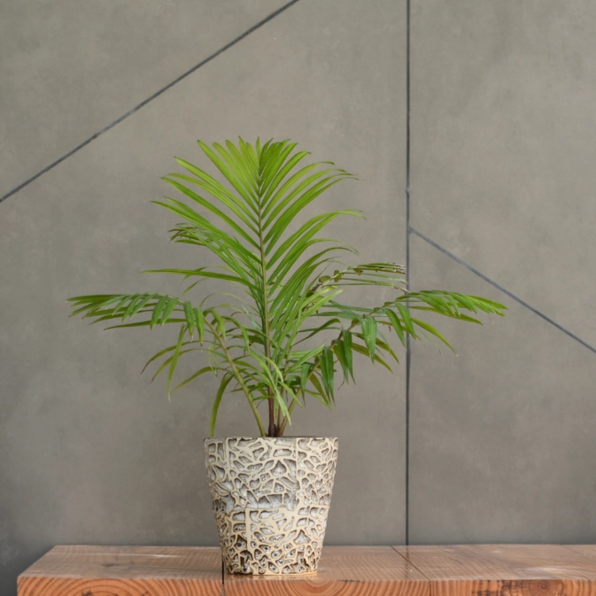 Rustic Ceramic Planter - Contemporary Planter