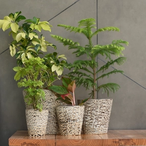 Rustic Ceramic Planter - Contemporary Planter cactus succulent plant  