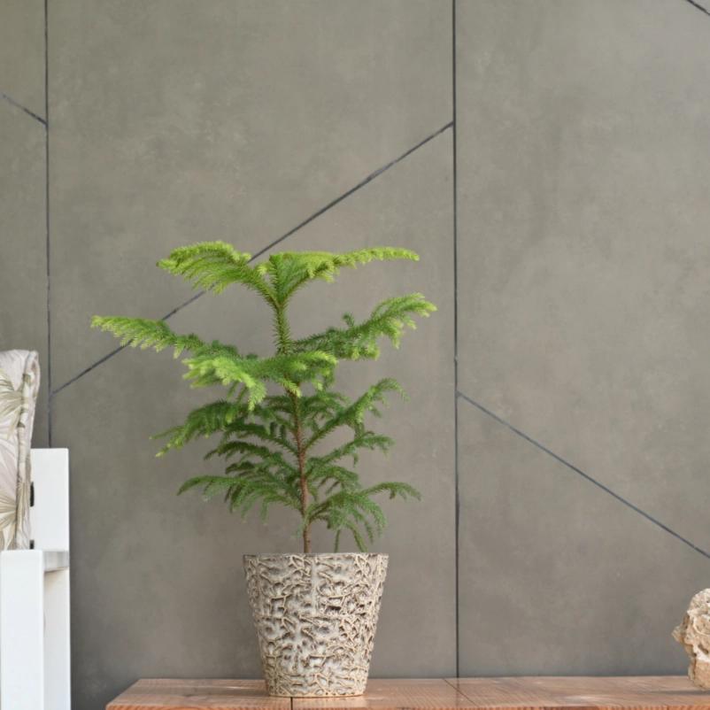 Rustic Ceramic Planter - Contemporary Planter