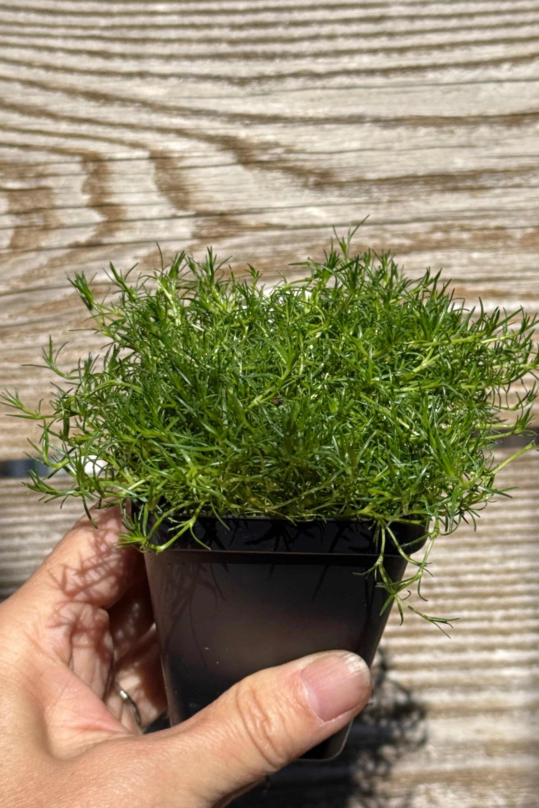 Sagina subulata "Irish Moss" 3"