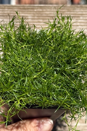Sagina subulata "Irish Moss" 3" decorative flowerpot  