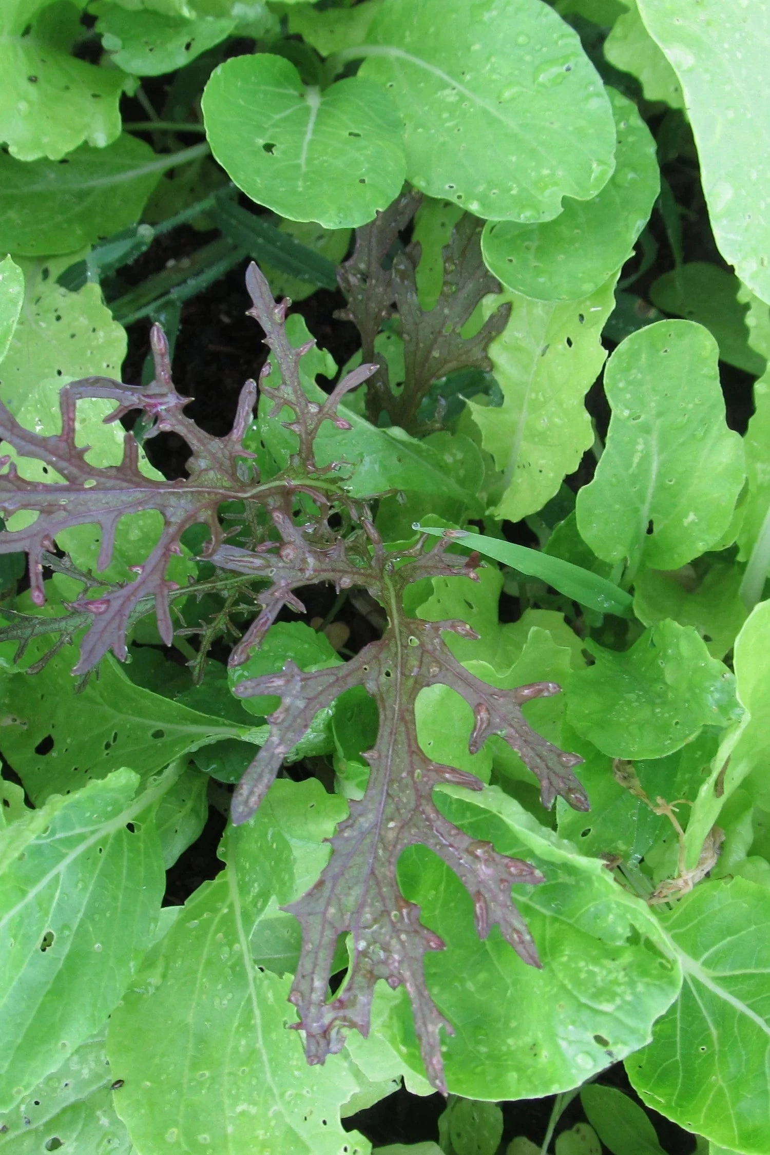 Salad Savor Seeds Art Pack