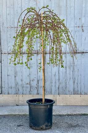 Salix c. 'Pendula' #10 standard decorative flowerpot  