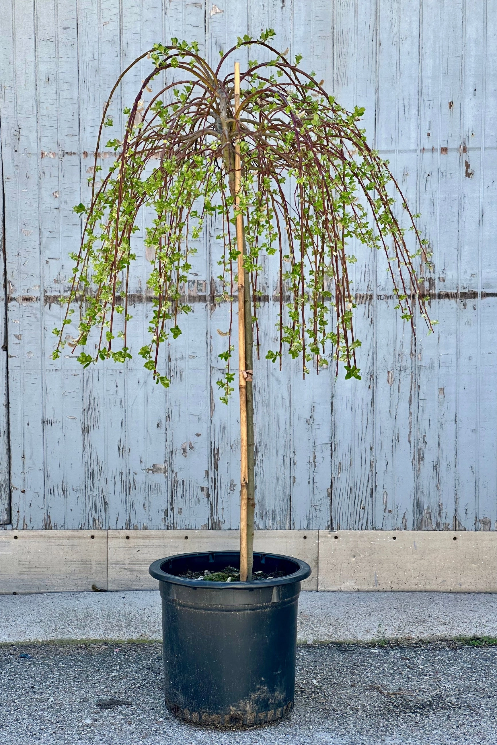 Salix c. 'Pendula' #10 standard decorative flowerpot  