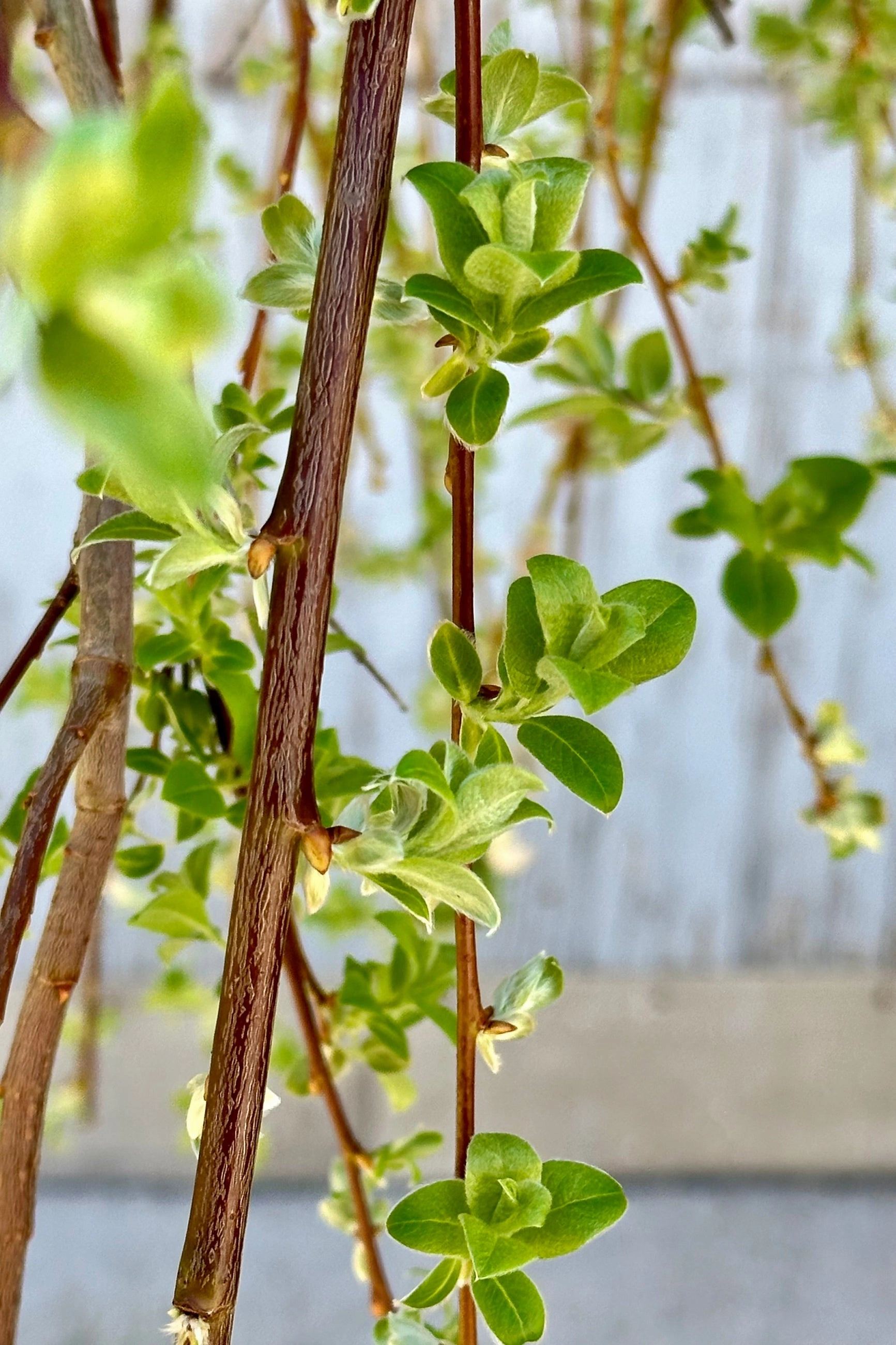 Salix c. 'Pendula' #10 standard