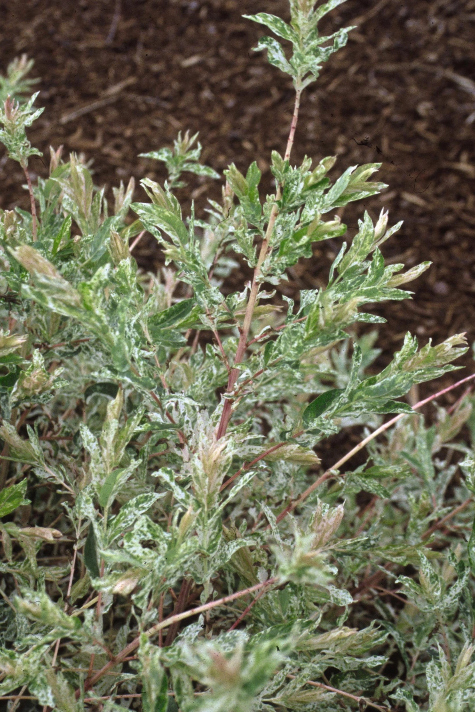 Salix integra 'Hakuro Nishiki' #5