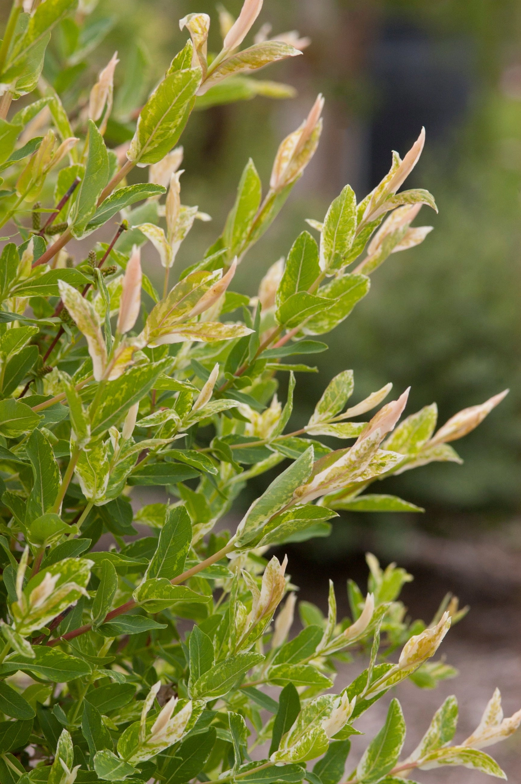 Salix integra 'Hakuro Nishiki' #5