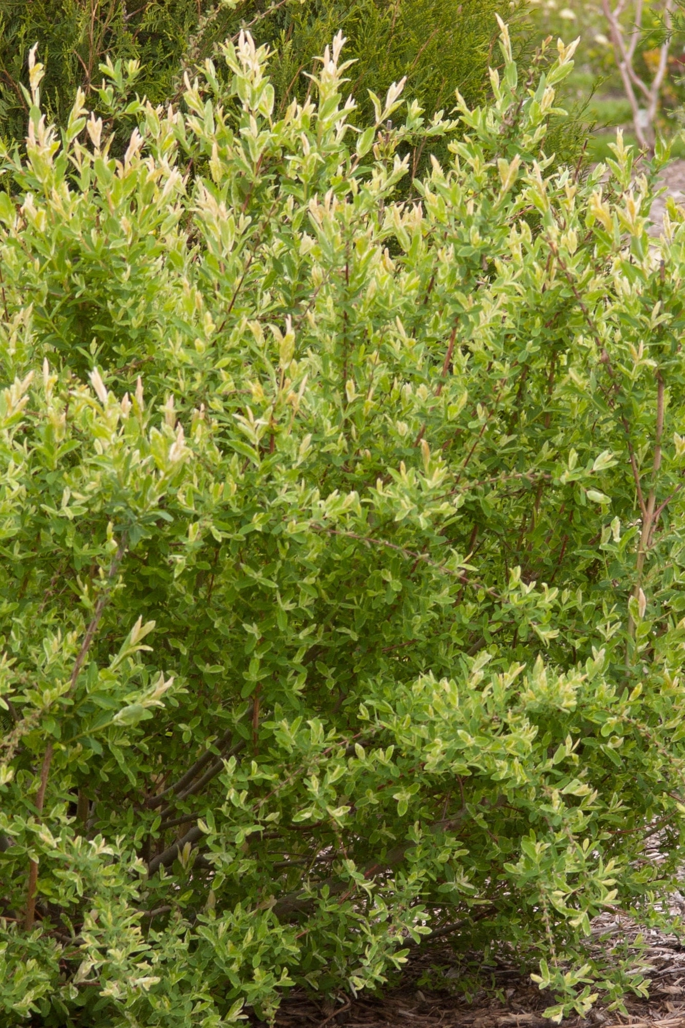 Salix integra 'Hakuro Nishiki' #5