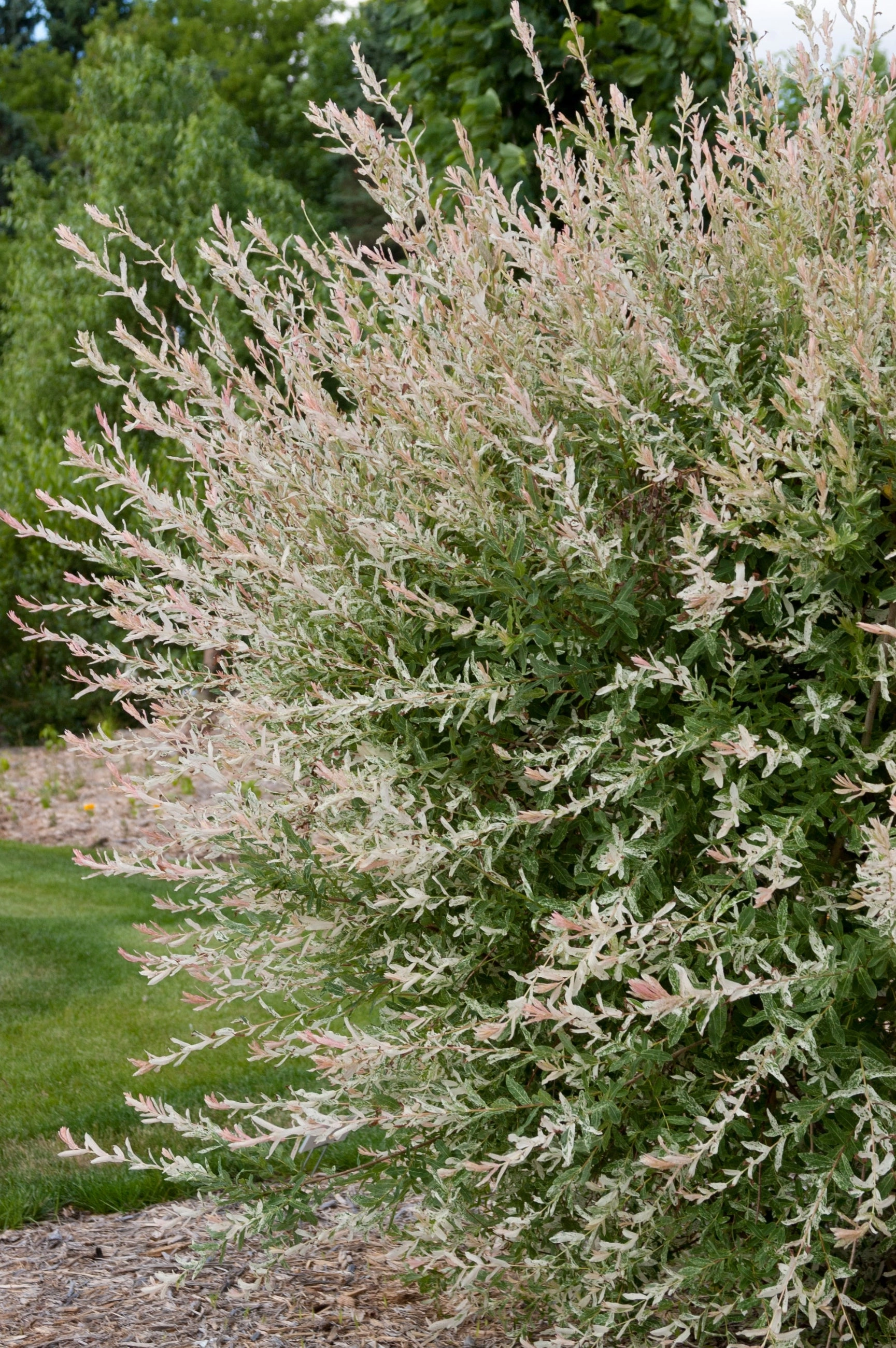 Salix integra 'Hakuro Nishiki' #5