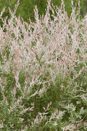 Salix integra 'Hakuro Nishiki' #5 decorative flowerpot  