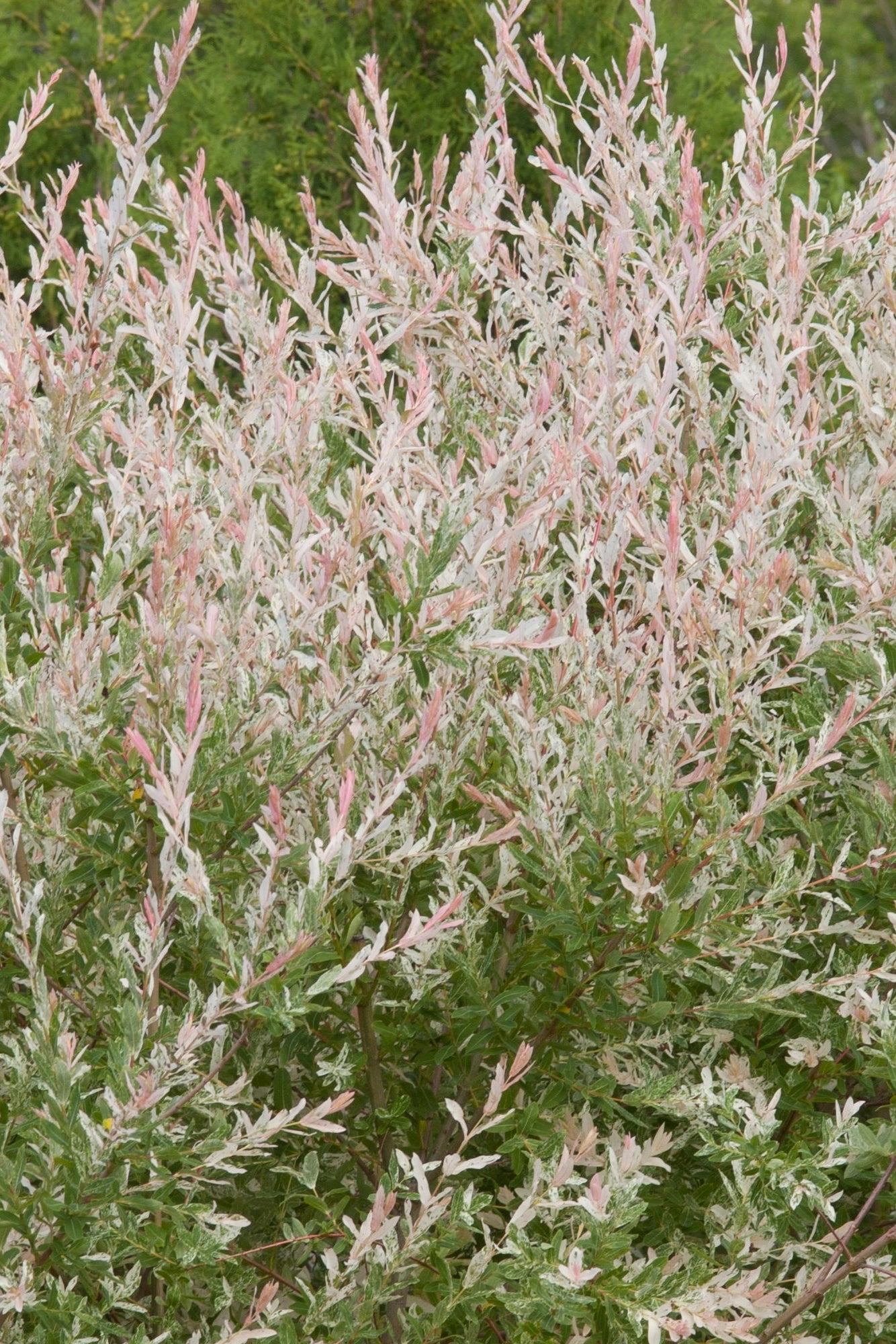 Salix integra 'Hakuro Nishiki' #5 decorative flowerpot  