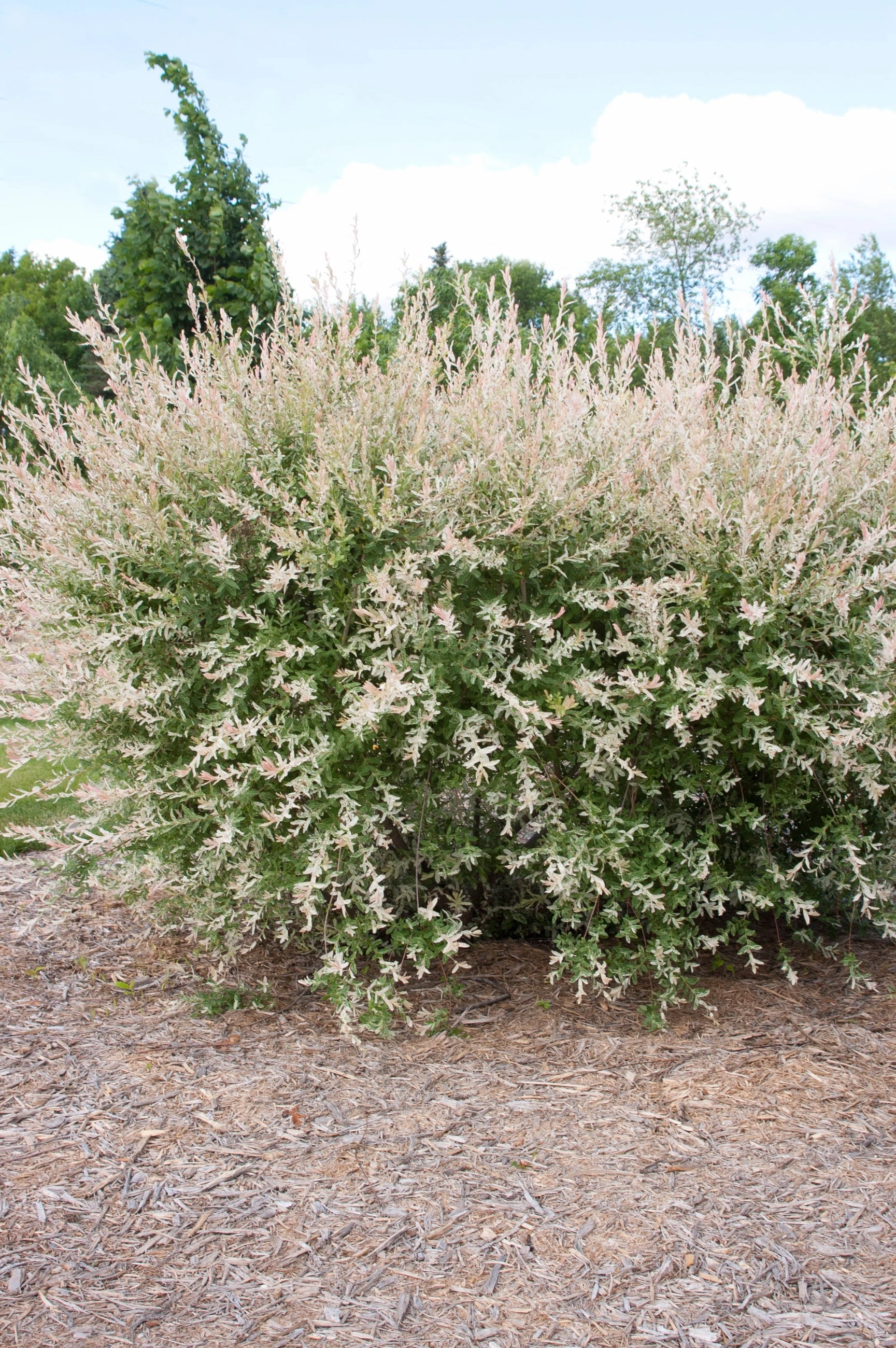 Salix integra 'Hakuro Nishiki' #5