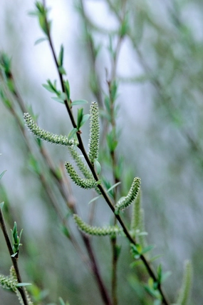 Salix p. 'Nana' #2 decorative flowerpot  