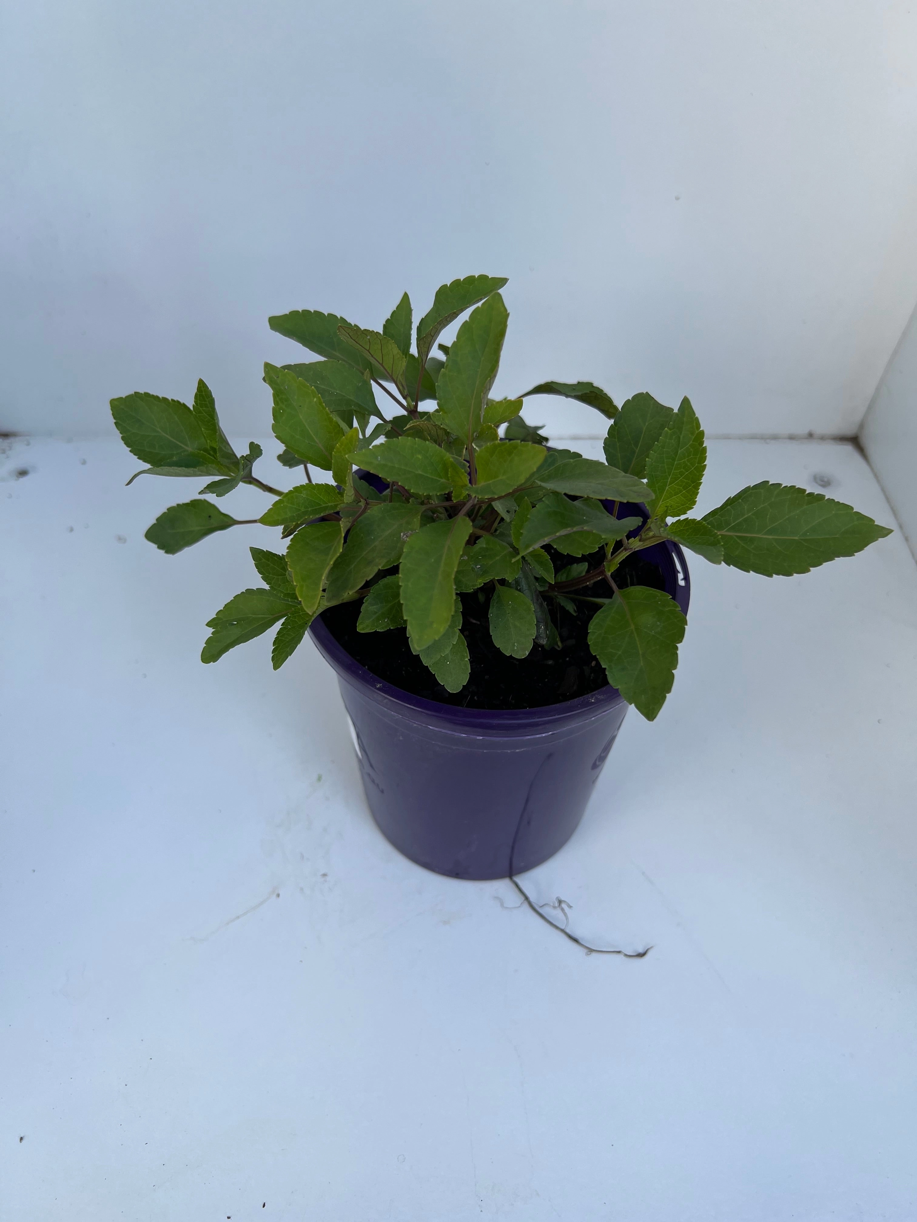 Salvia 'Embers Wish'