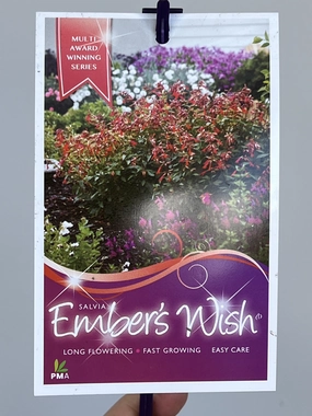Salvia 'Embers Wish' small flower pot  