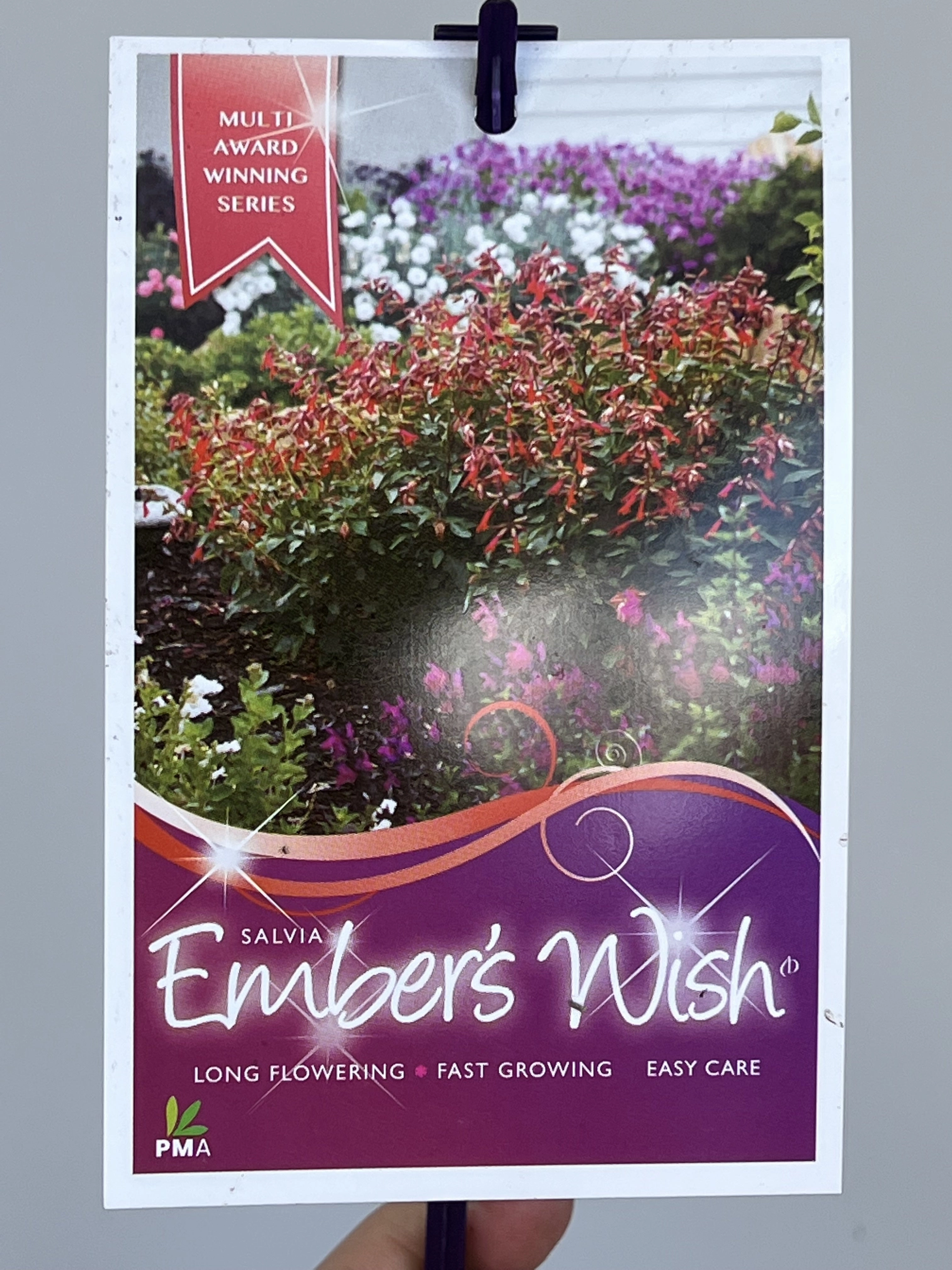Salvia 'Embers Wish' small flower pot  