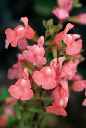 Salvia 'Heatwave Blast' small flower pot  