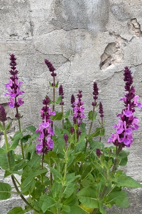 Salvia 'Rose Marvel' #1 decorative flowerpot  