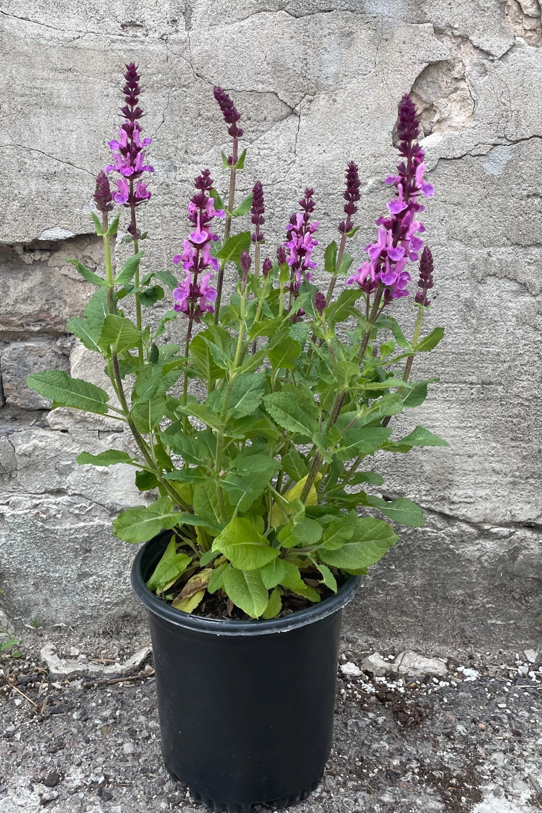 Salvia 'Rose Marvel' #1