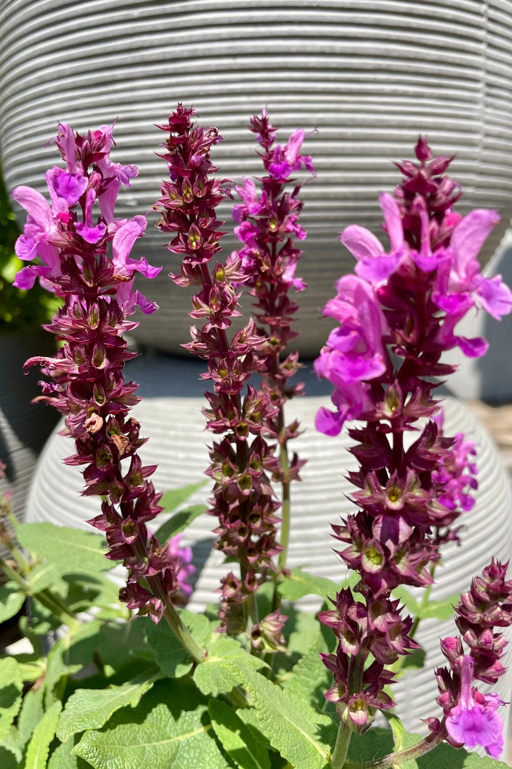 Salvia 'Rose Marvel' #1