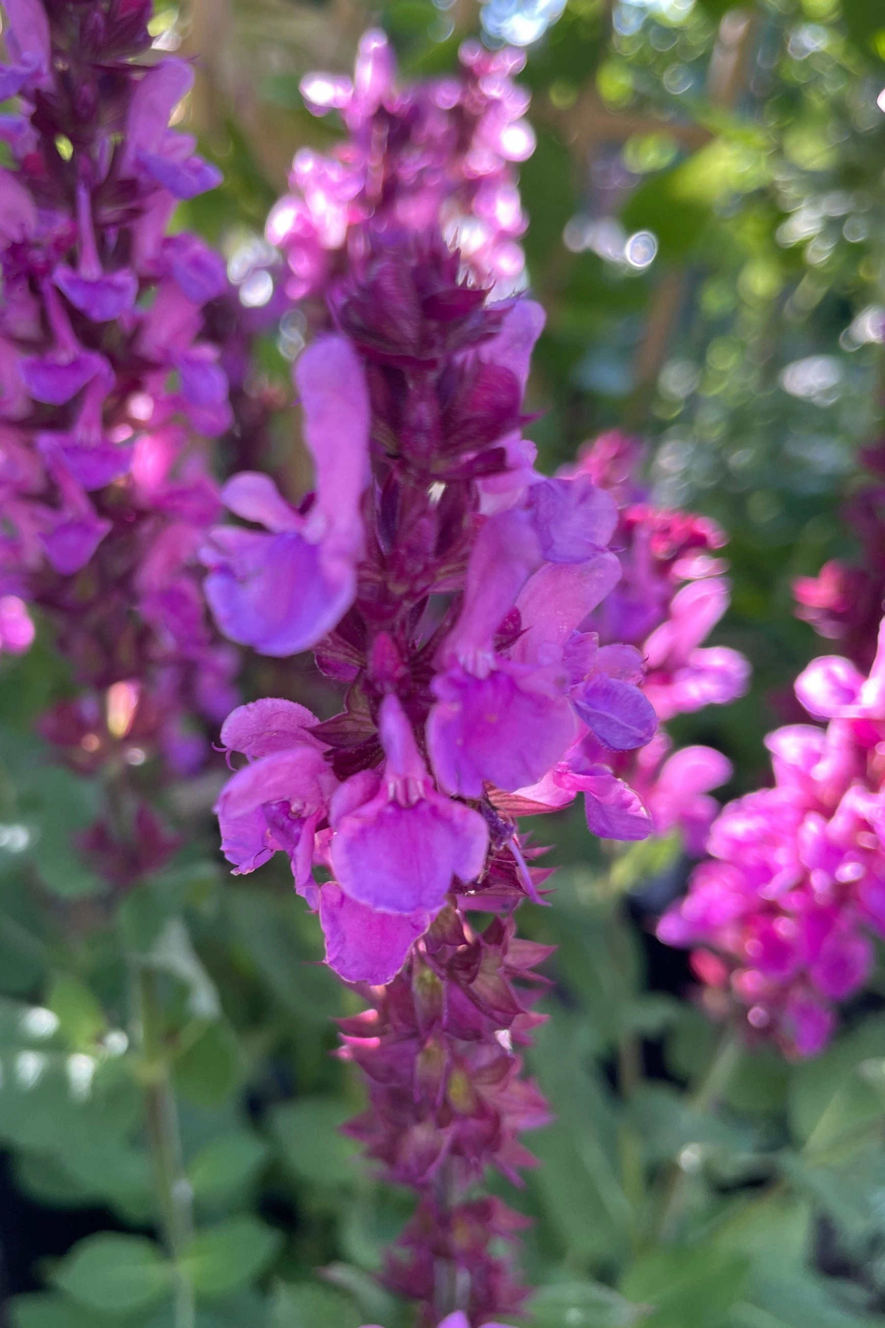 Salvia 'Rose Marvel' #1