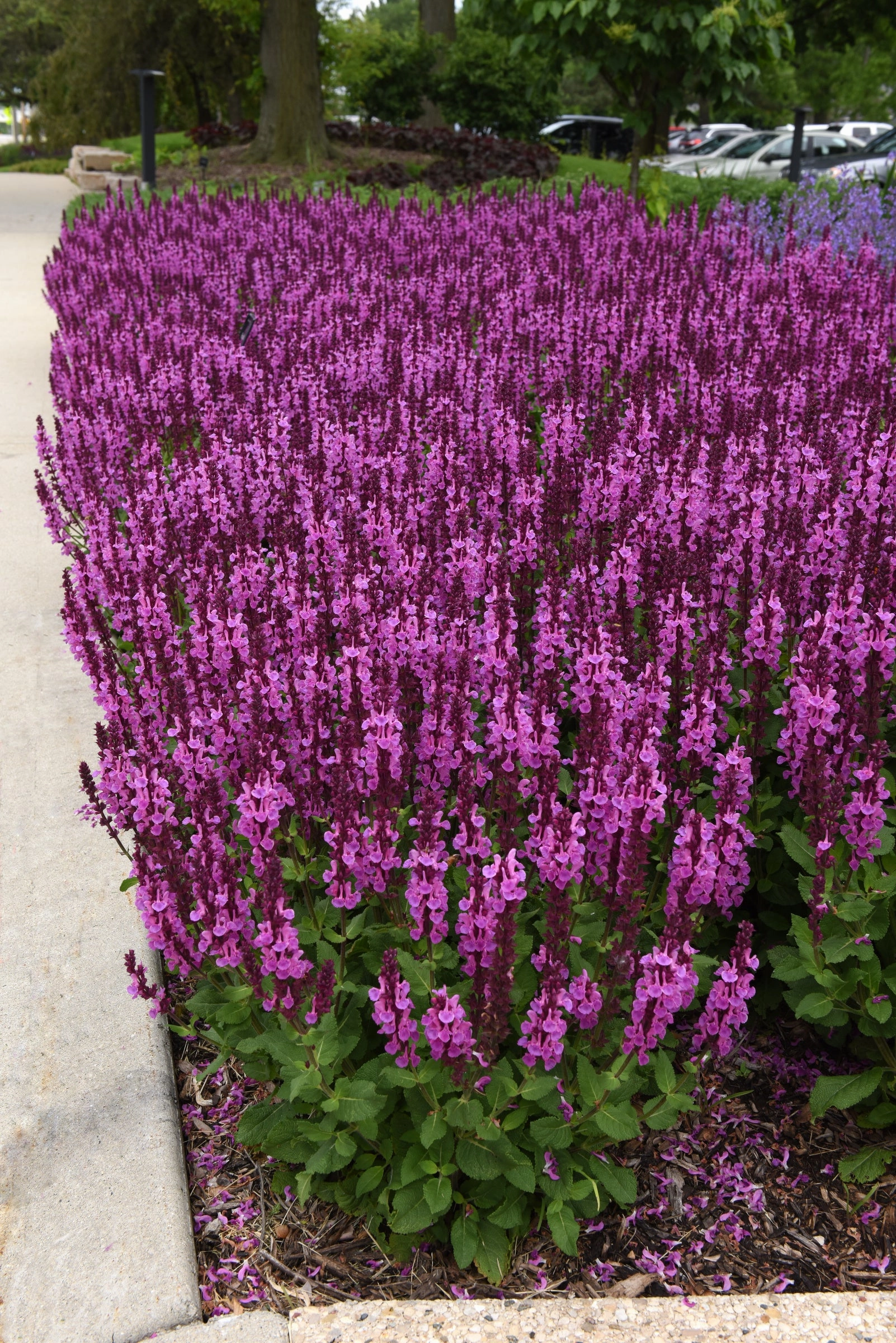 Salvia 'Rose Marvel' #1