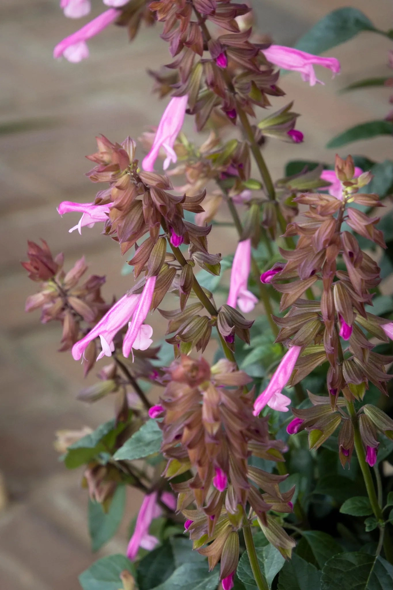 Salvia (assorted) 4.5"