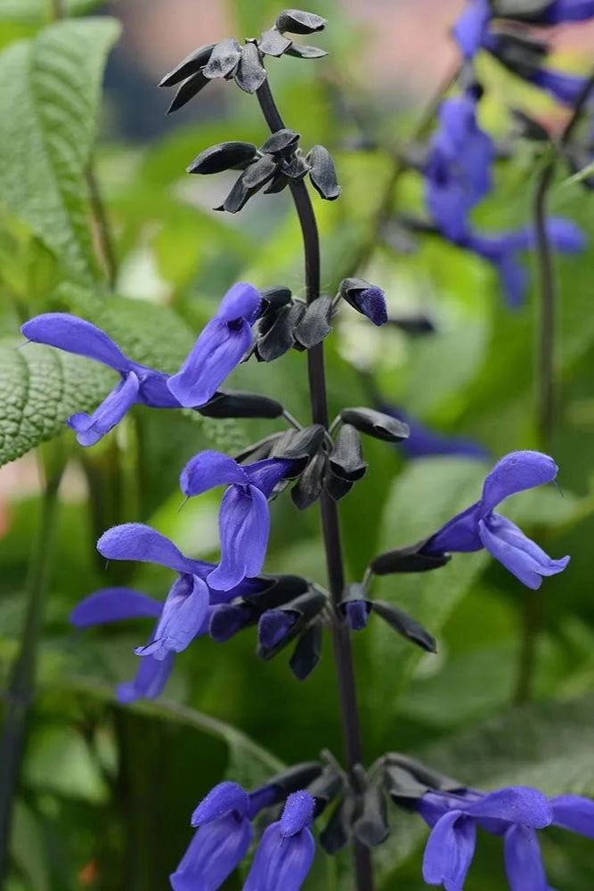 Salvia (assorted) 4.5"