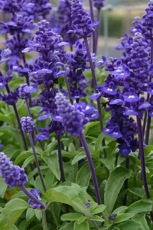 Salvia (assorted) 4.5"