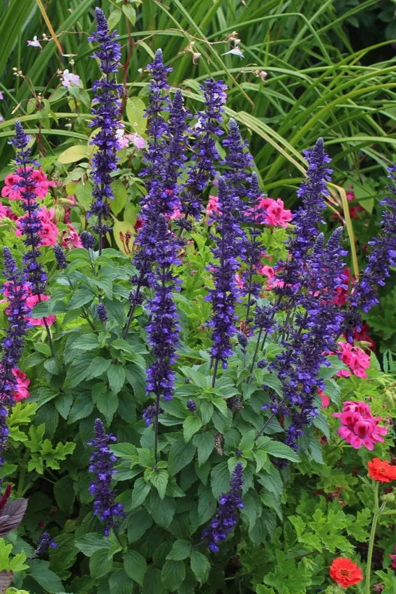 Salvia (assorted) 4.5"
