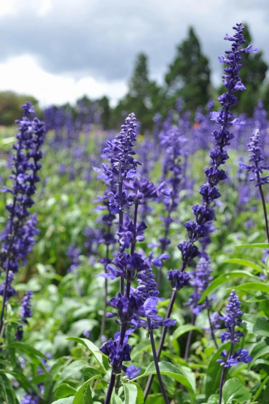 Salvia (assorted) 4.5"