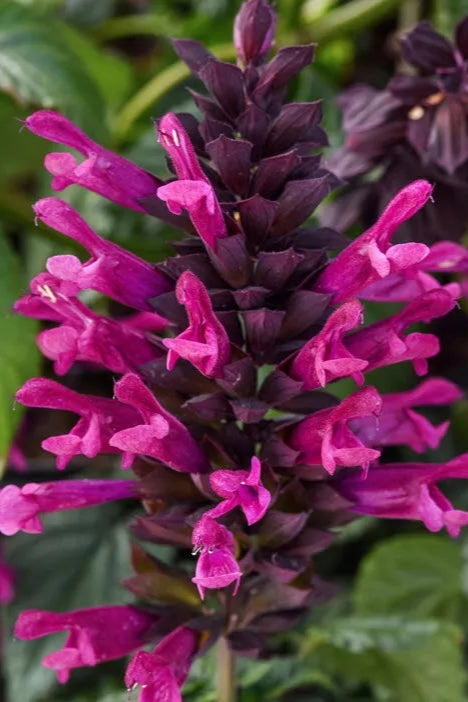 Salvia (assorted) 4.5"