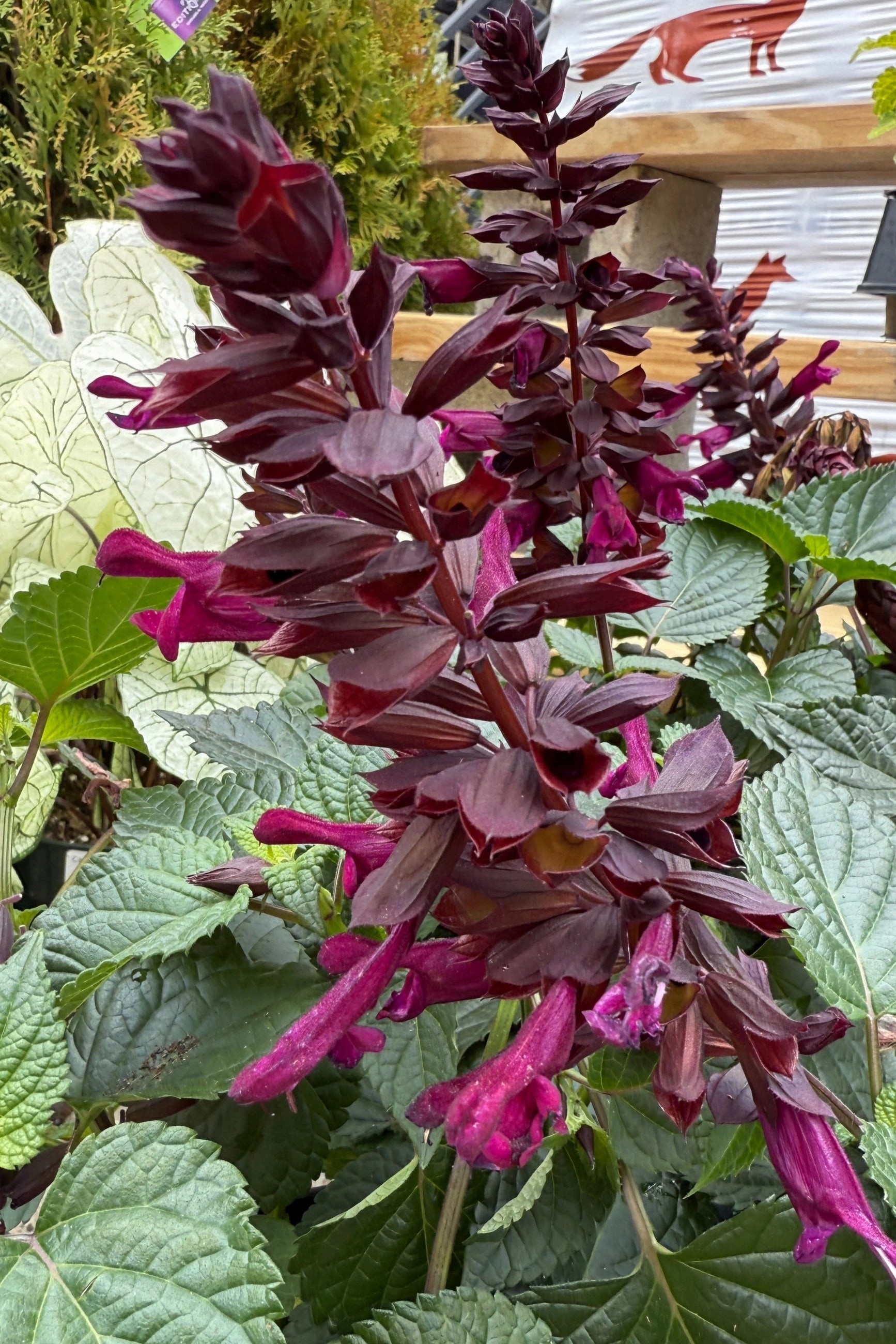 Salvia (assorted) 4.5"