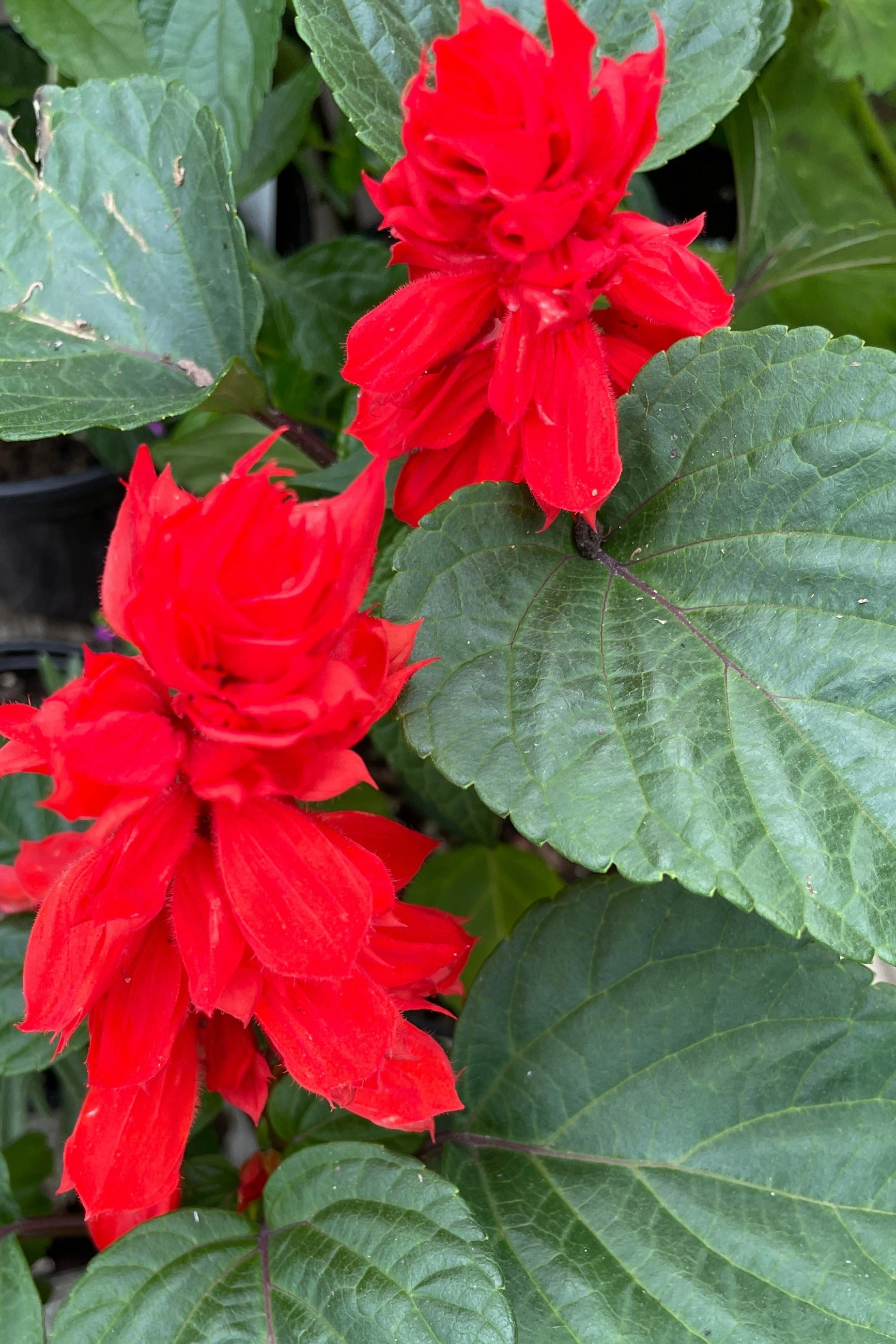 Salvia (assorted) 4.5"