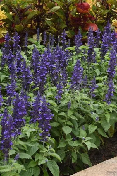 Salvia (assorted) 4.5"